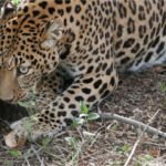 Piden a Uruguay información sobre Corcho Rodríguez