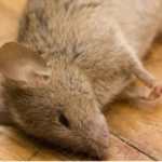 Récord de refugiados y desplazados