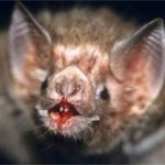 Regulan las escuelas de conducción