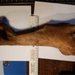 Presentaron el Encuentro de Diseñadores Argentinos