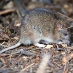 Citaron a Urquía en la causa de los Cuadernos