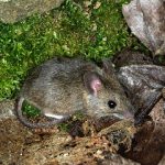 Nueva alternativa para el Brexit