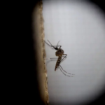 Operativo integral de zoonosis