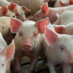 Ley Agroforestal: el manual para el Plan Predial puede descargarse de la web