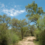 «Dolor y gloria», de Almodovar, gran ganador de la entrega virtual de los Premios Platino