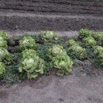 Juventus negocia la rescisión del contrato del Pipita Higuain