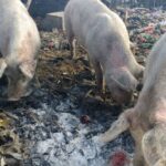 La cosecha estival generaría unos US$ 14.000 millones en Córdoba