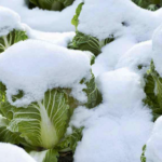 Informe de servicios actualizado