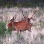 Seleccionado argentino de remo ganó dos medallas de oro, cuatro de plata y una de bronce