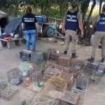Primera degustación de carne de cordero cordobés