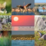 El Senado convirtió en ley el Alivio Fiscal para monotributistas y autónomos