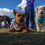 Camino del Sol y Festivales