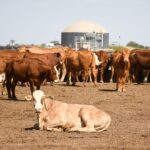 Alerta: descubren en Argentina una variante hipervirulenta de la bacteria de la faringitis