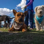 Detienen a cinco jóvenes vinculados al homicidio en barrio Cola de Pato