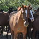 Cumbre de gobernadores para discutir los apoyos a la Ley Bases