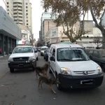 Segunda edición del Festival Solidario