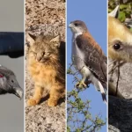 Taylor Momsen y el momento de la mordida del murciélago