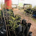 Dictaron prisión preventiva para Néstor Soto, el único imputado por el femicidio de Catalina Gutiérrez