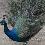 Plan de Igualdad Territorial: El gas natural llegó a dos localidades del sur-sur