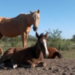 Destacamentos de Bomberos de Las Vertientes y Reducción pasaron a ser cuarteles