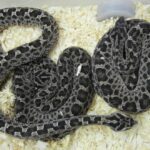 Joe Biden cuestionó la represión del ICE en Estados Unidos: «Traiciona nuestros valores más básicos»